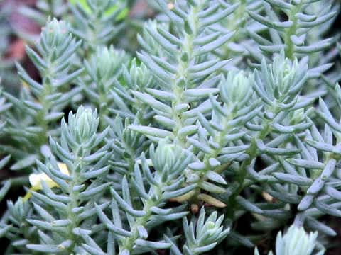 Sedum mexicanum