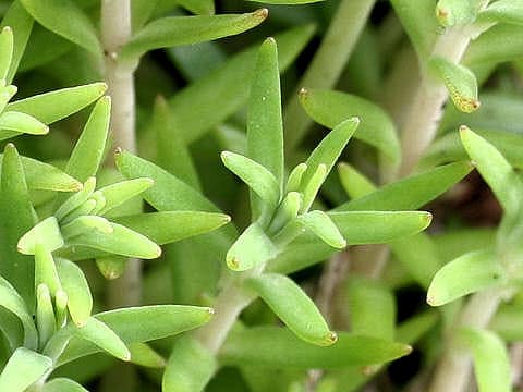 Sedum mexicanum