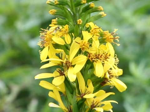 Ligularia stenocephala