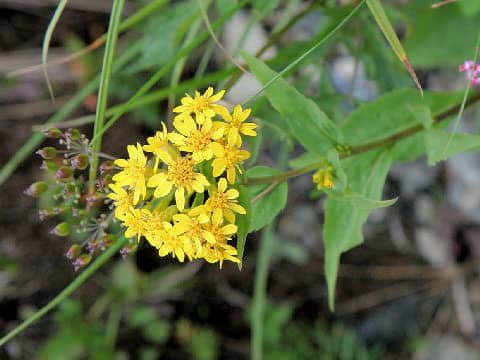 Solidago virgaurea ssp. leiocarpa f. japonalpestris
