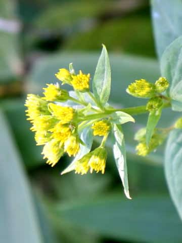 Solidago virgaurea ssp. leiocarpa f. japonalpestris