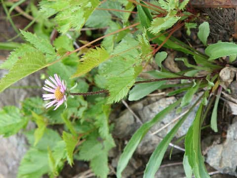Erigeron thunbergii spp. glabratus