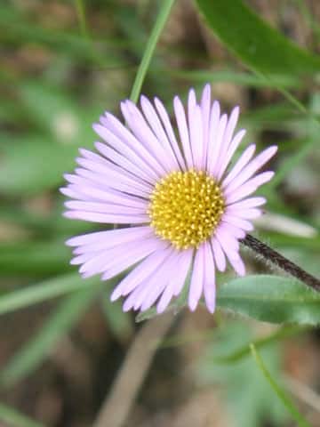 Erigeron thunbergii spp. glabratus