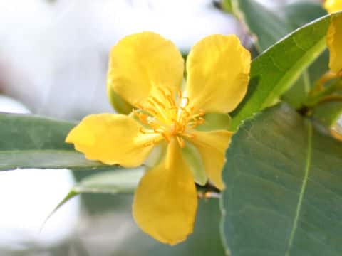 Ochna serrulata
