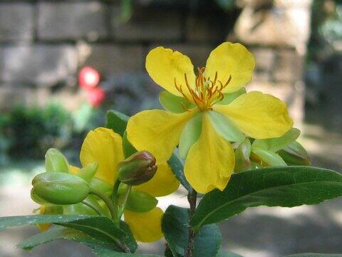 Ochna serrulata