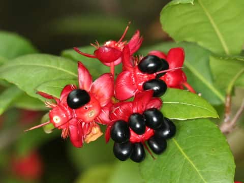 Ochna serrulata