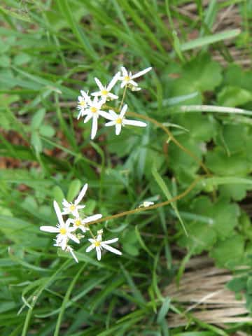 Saxifraga fortunei var. incisolobata f. alpina