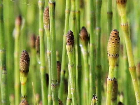 Equisetum fluviatile