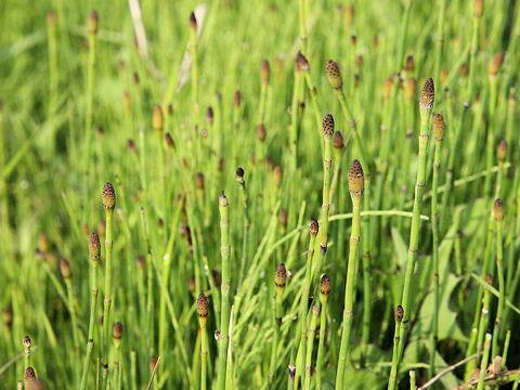 Equisetum fluviatile