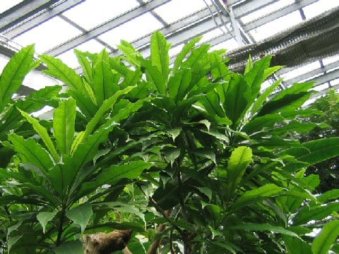 Cerbera manghas