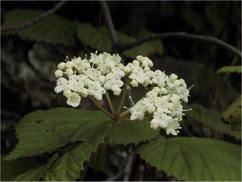 Viburnum wrightii