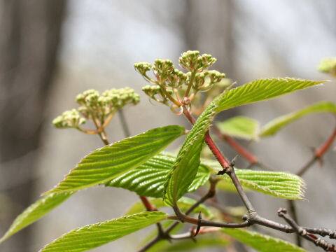 Viburnum wrightii