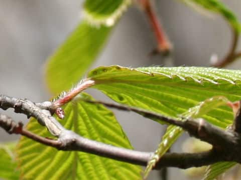 Viburnum wrightii