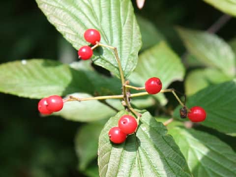 Viburnum wrightii
