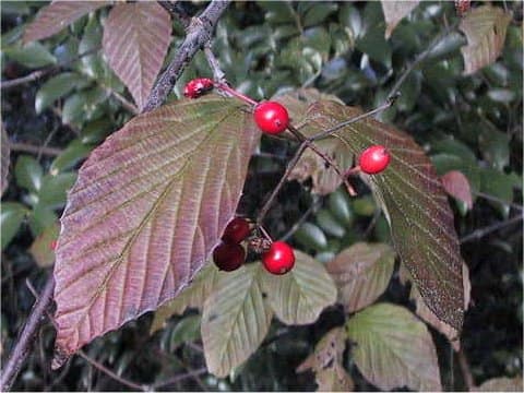Viburnum wrightii