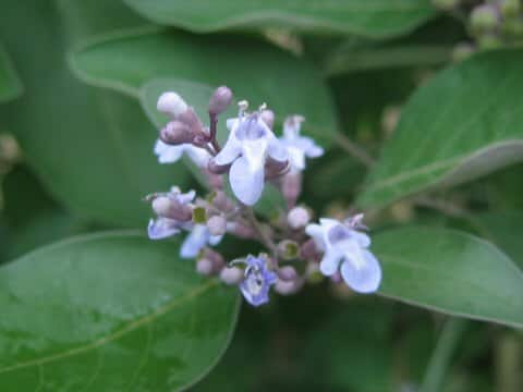 Vitex trifolia cv. Purpurea