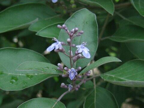 Vitex trifolia cv. Purpurea