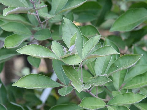 Vitex trifolia cv. Purpurea