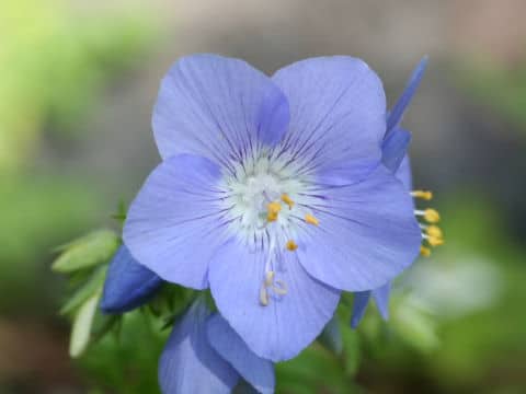 Polemonium caeruleum ssp. yezonense var. nipponicum
