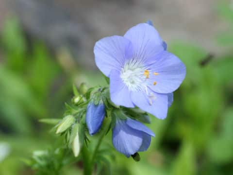 Polemonium caeruleum ssp. yezonense var. nipponicum