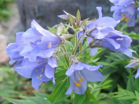 Polemonium caeruleum ssp. yezonense var. nipponicum