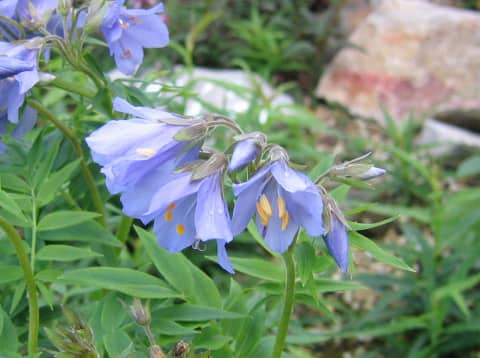 Polemonium caeruleum ssp. yezonense var. nipponicum