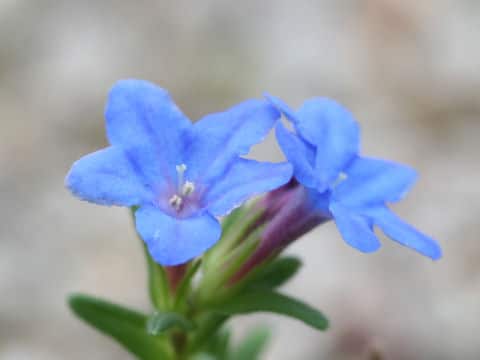Lithospermum diffusum