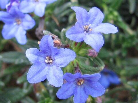 Lithospermum diffusum