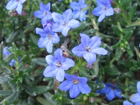 Lithospermum diffusum