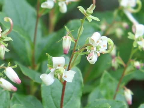 Cladothamnus bracteatus