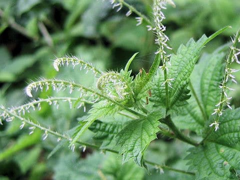 Laportea macrostachya