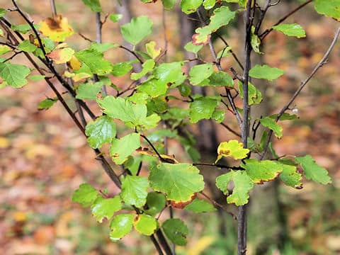 Spiraea blumei var. obtusa