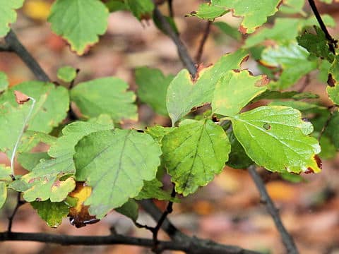 Spiraea blumei var. obtusa