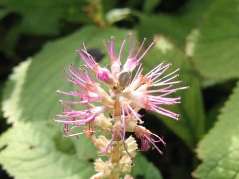 Leucosceptrum srellipilum