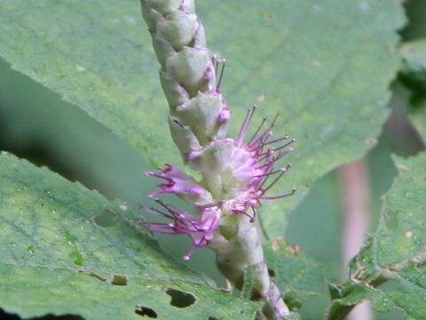 Leucosceptrum srellipilum