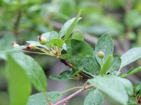 Malus micromalus