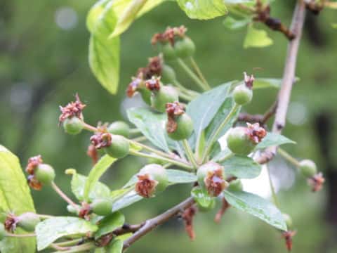 Malus micromalus