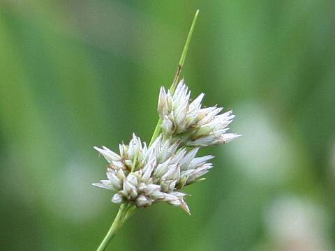 Rhynchospora alba