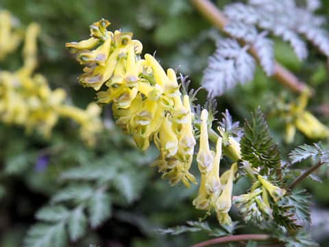 Corydalis pallida var. tenuis