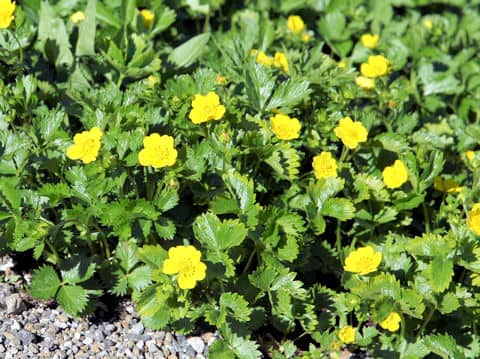 Potentilla matsumurae