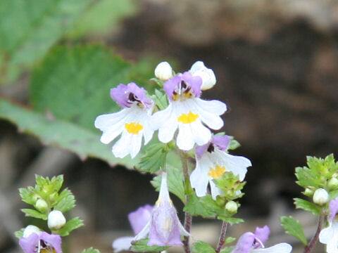 Euphrasia insignis ssp. insignis  var. insignis