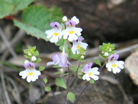 Euphrasia insignis ssp. insignis  var. insignis