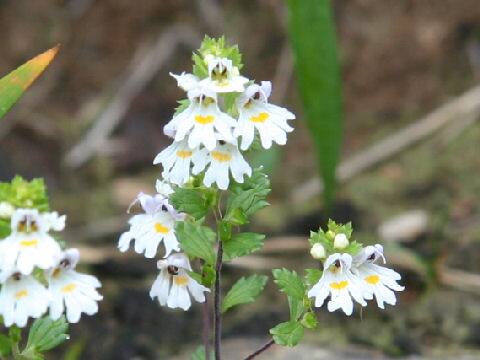 Euphrasia insignis ssp. insignis  var. insignis
