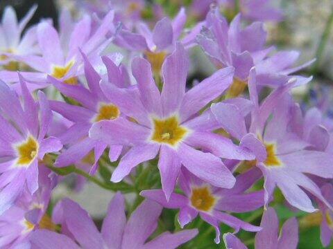 Primula cuneifolia var. heterodonta