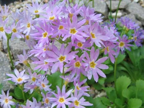 Primula cuneifolia var. heterodonta