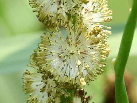 Sparganium erectum