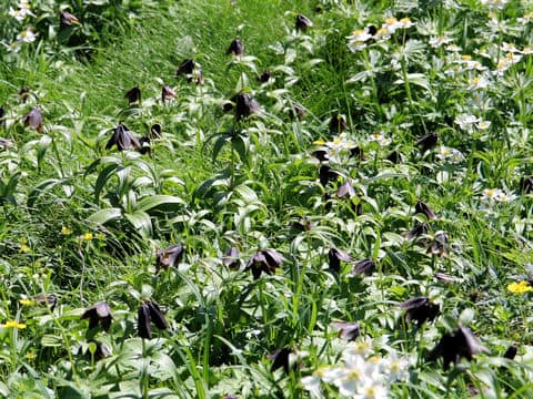 Fritillaria camtchatcensis var. alpina