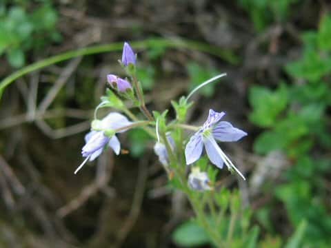 Pseudolysimachion schmidtianum ssp. senanense f. senanense
