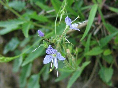 Pseudolysimachion schmidtianum ssp. senanense f. senanense