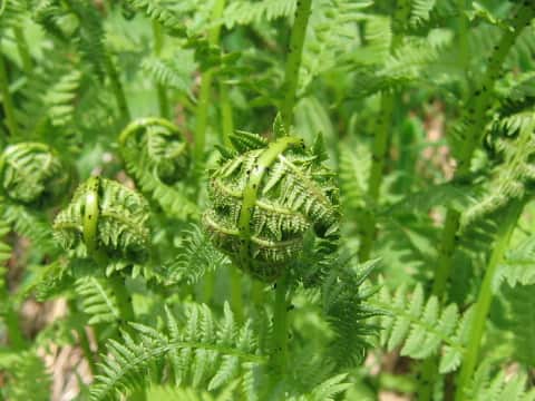 Athyrium melanolepis